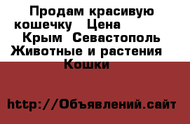 Продам красивую кошечку › Цена ­ 3 000 - Крым, Севастополь Животные и растения » Кошки   